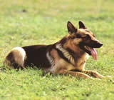 Adestramento de cães em Governador Valadares